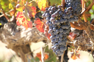 Aktuelle Daten zur Weinproduktion in Südafrika 2023